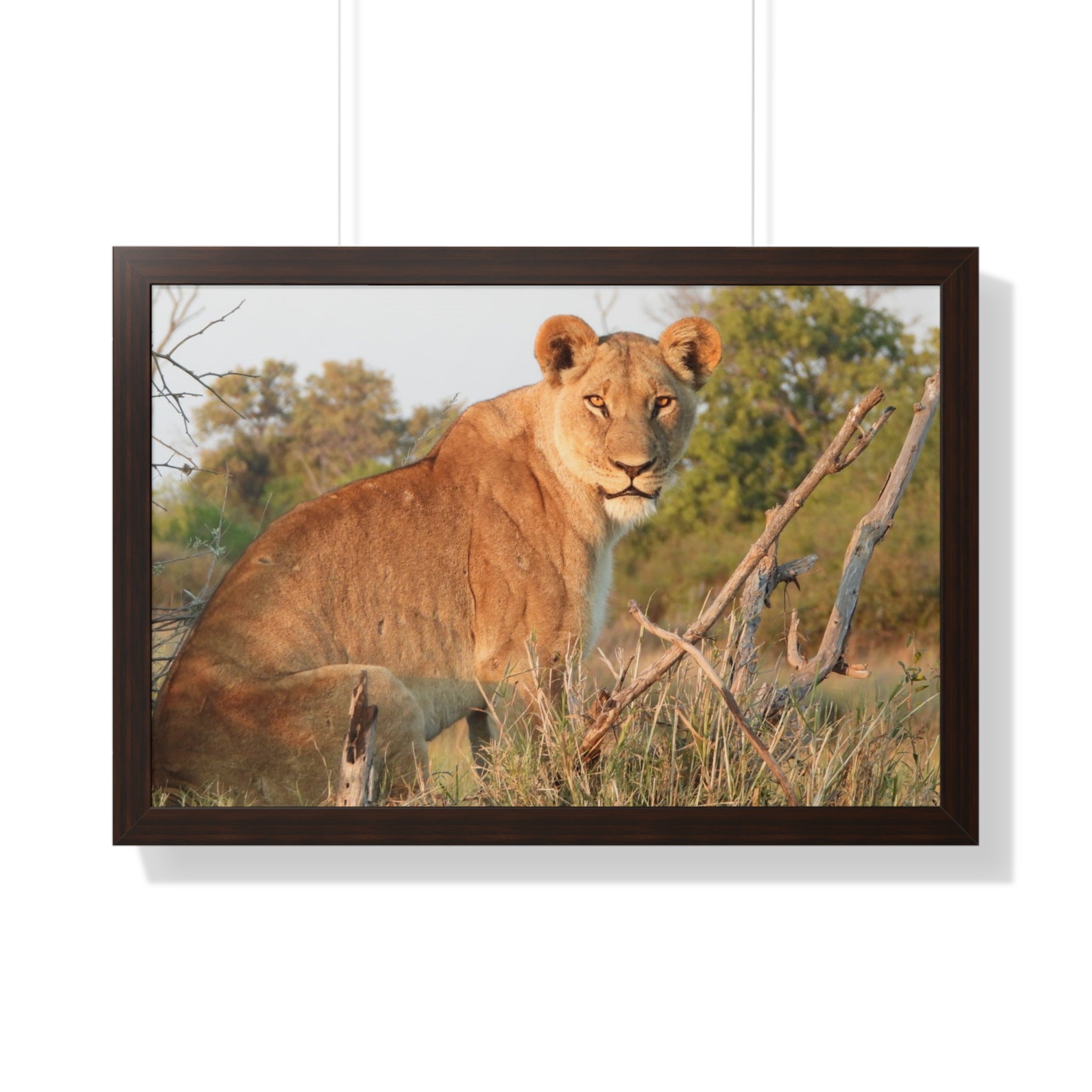 Framed Print, Stunning Lioness Wildlife Decor, Nature Inspired Print