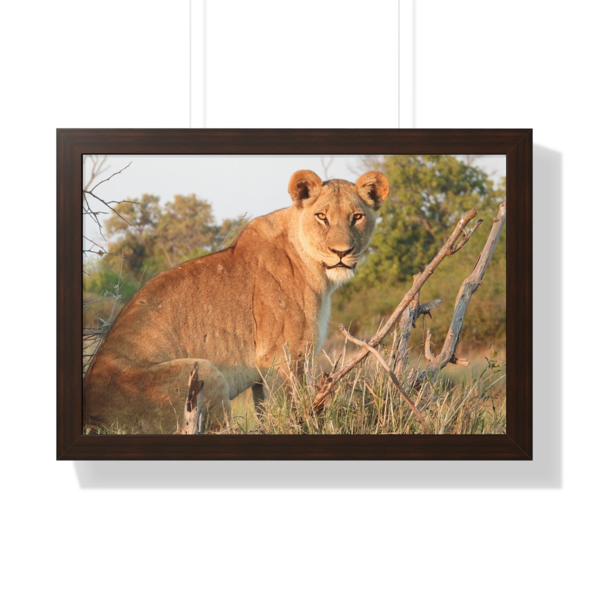 Framed Print, Stunning Lioness Wildlife Decor, Nature Inspired Print