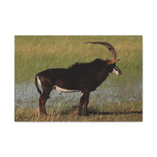 Canvas Print, Magnificent Nature Wall Art, Sable Antelope Décor